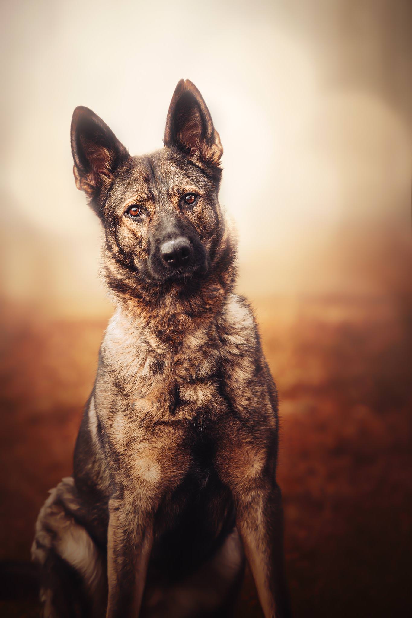 Hundefotograf / Tierfotograf Forchheim